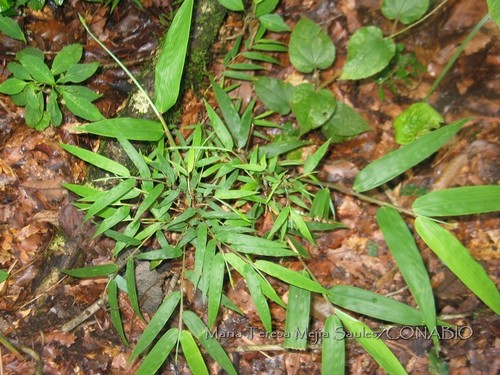 Chusquea glauca