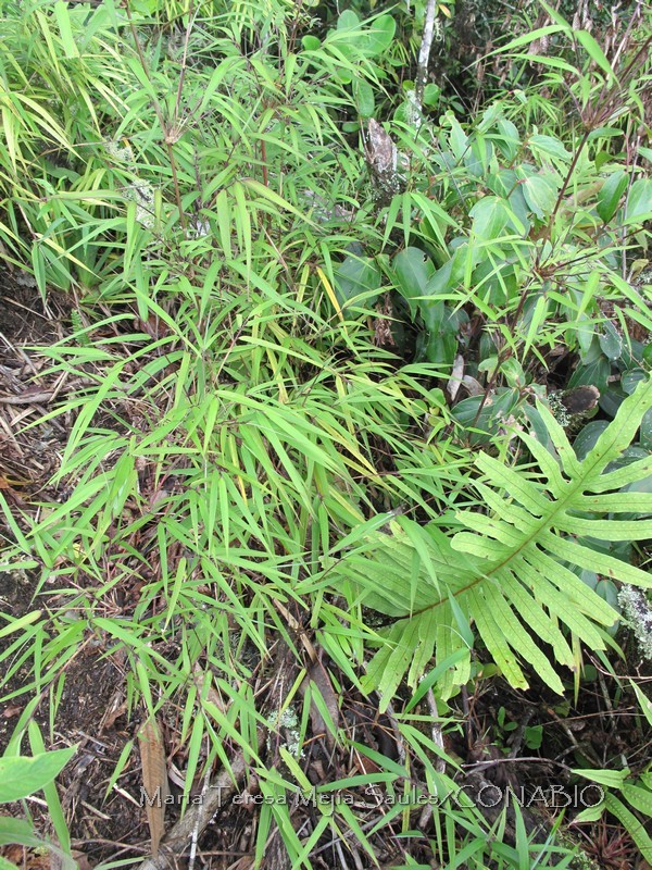 Chusquea foliosa