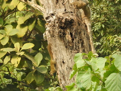 Callosciurus pygerythrus