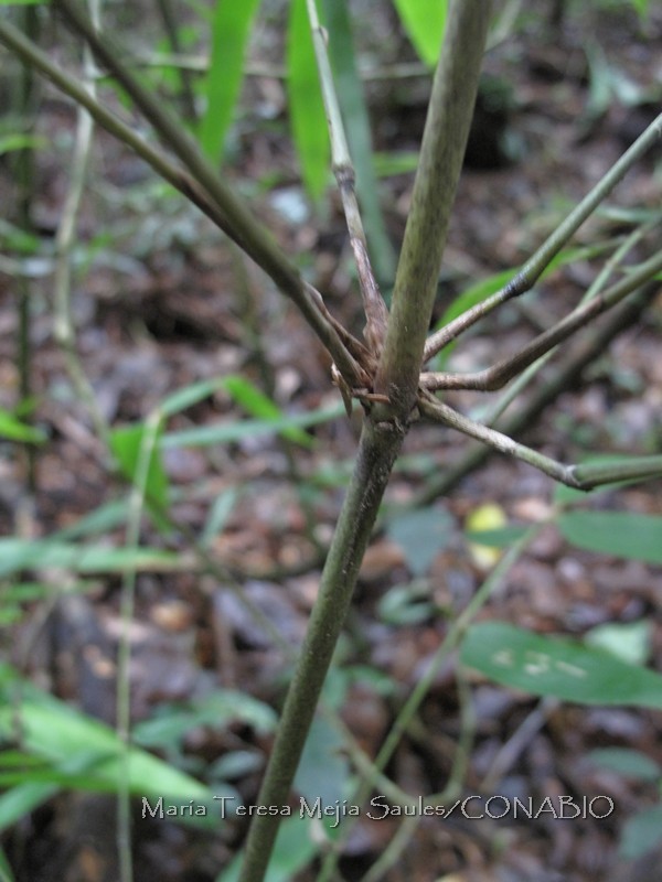 Merostachys pauciflora
