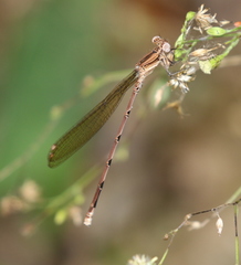 Argia anceps
