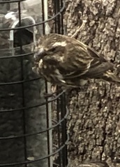 Haemorhous purpureus purpureus