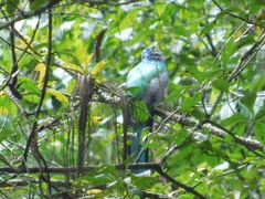 Trogon caligatus