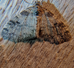 Lobophora nivigerata