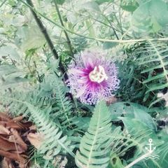 Passiflora serratifolia