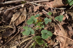 Potentilla sterilis