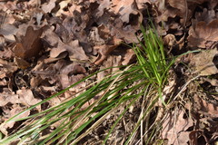 Carex umbrosa