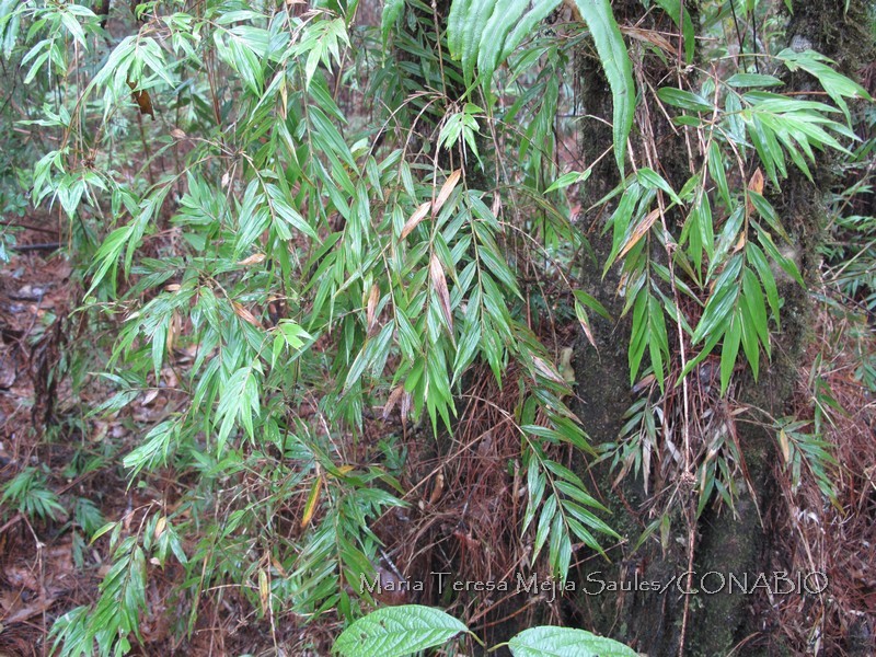 Chusquea repens