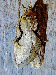 Semioscopis packardella