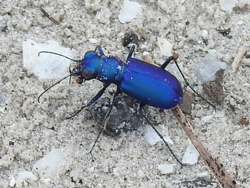 Festive Tiger Beetle photo 5