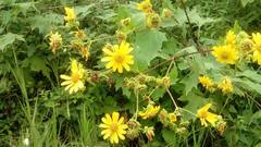 Smallanthus maculatus