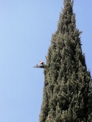 Toxostoma curvirostre
