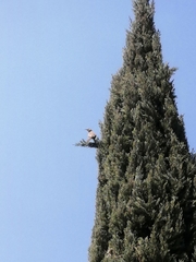 Toxostoma curvirostre