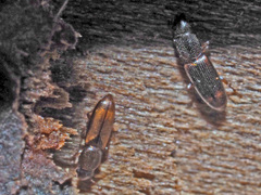 Rhizophagus fenestralis