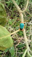 Edessa rufomarginata