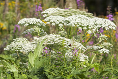 Heracleum persicum