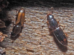 Rhizophagus fenestralis