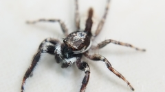 Menemerus bivittatus