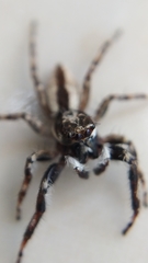 Menemerus bivittatus