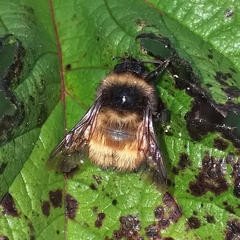 Bombus robustus