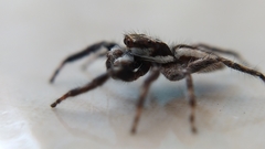 Menemerus bivittatus