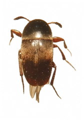 Ptomaphagus sericatus