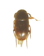 Ptomaphagus sericatus