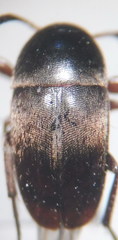 Ptomaphagus sericatus