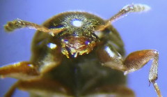 Ptomaphagus sericatus