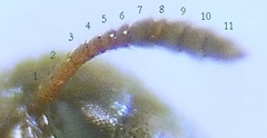 Ptomaphagus sericatus