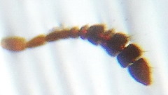 Ptomaphagus sericatus