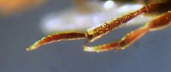 Ptomaphagus sericatus