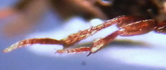 Ptomaphagus sericatus