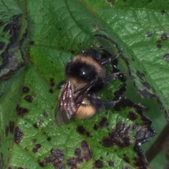 Bombus robustus
