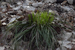 Carex umbrosa