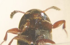 Ptomaphagus sericatus