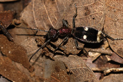 Eccoptoptera