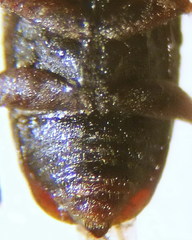 Ptomaphagus sericatus