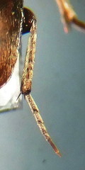 Ptomaphagus sericatus