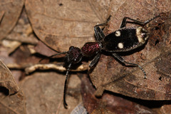 Eccoptoptera