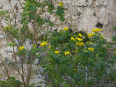 Hippocrepis emerus emerus