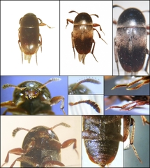 Ptomaphagus sericatus