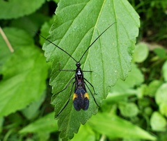 Graptocleptes