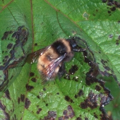 Bombus robustus