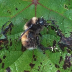 Bombus robustus