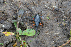 Heilipodus erythropus