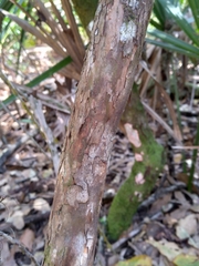 Vaccinium arboreum image