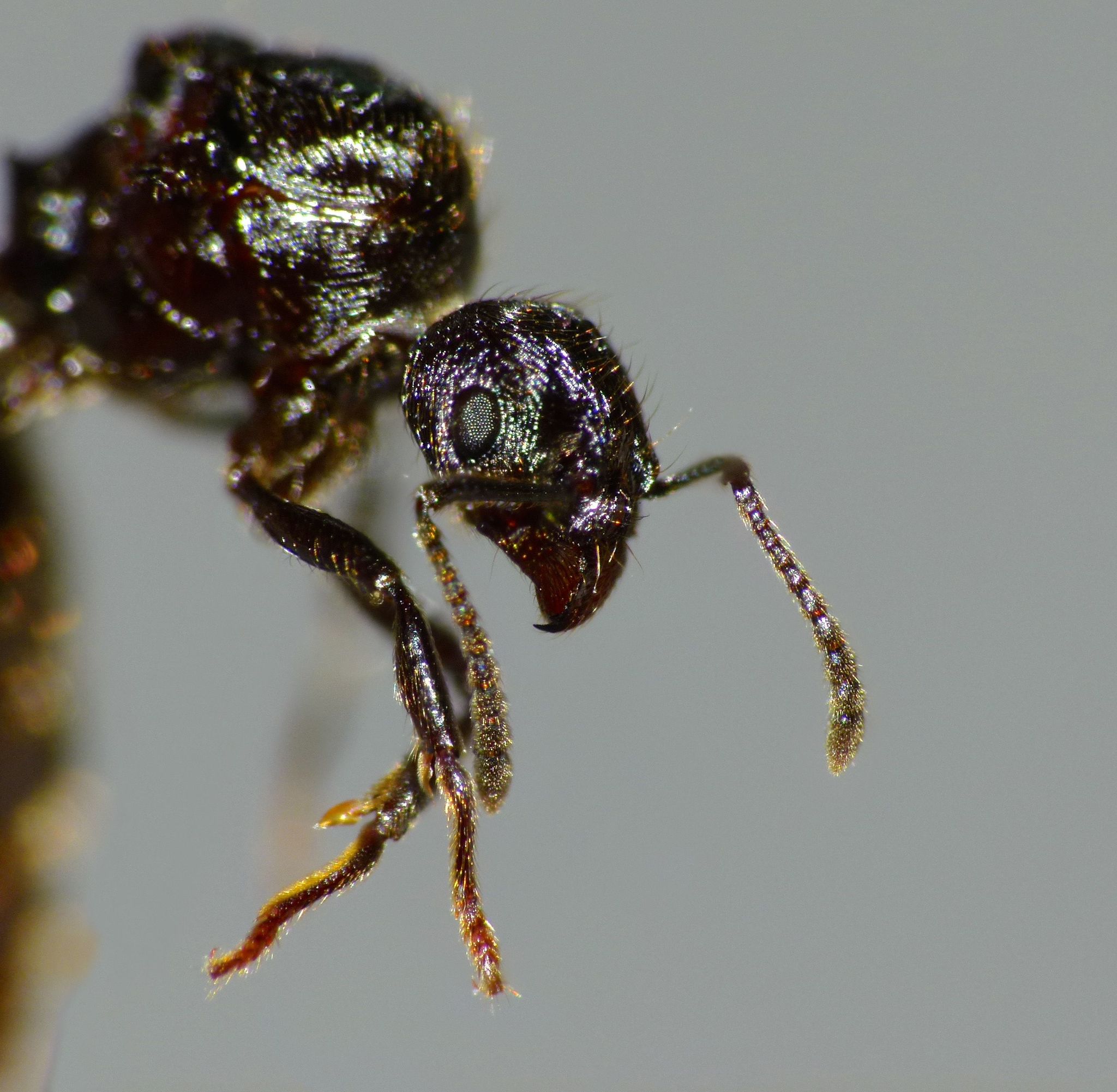 Huberia brounii