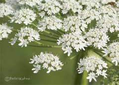 Heracleum persicum
