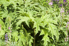 Heracleum persicum